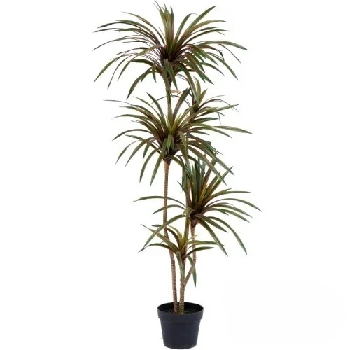 Dracaena Marginata - Simulatie Kleurrijke Paardenstaart IJzer Dracaena Marginata