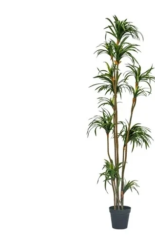 Dracaena Marginata - Simulatie Dracaena Dracaena Marginata Groene Plant