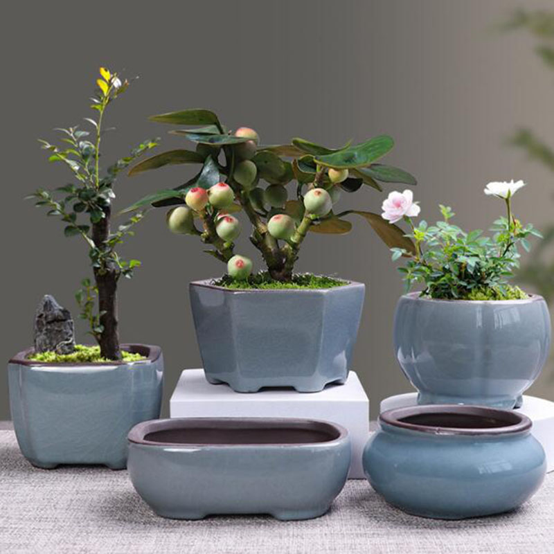 Echeveria Succulent - Retro Keramische Bloempot Asperges Vetplant Pot