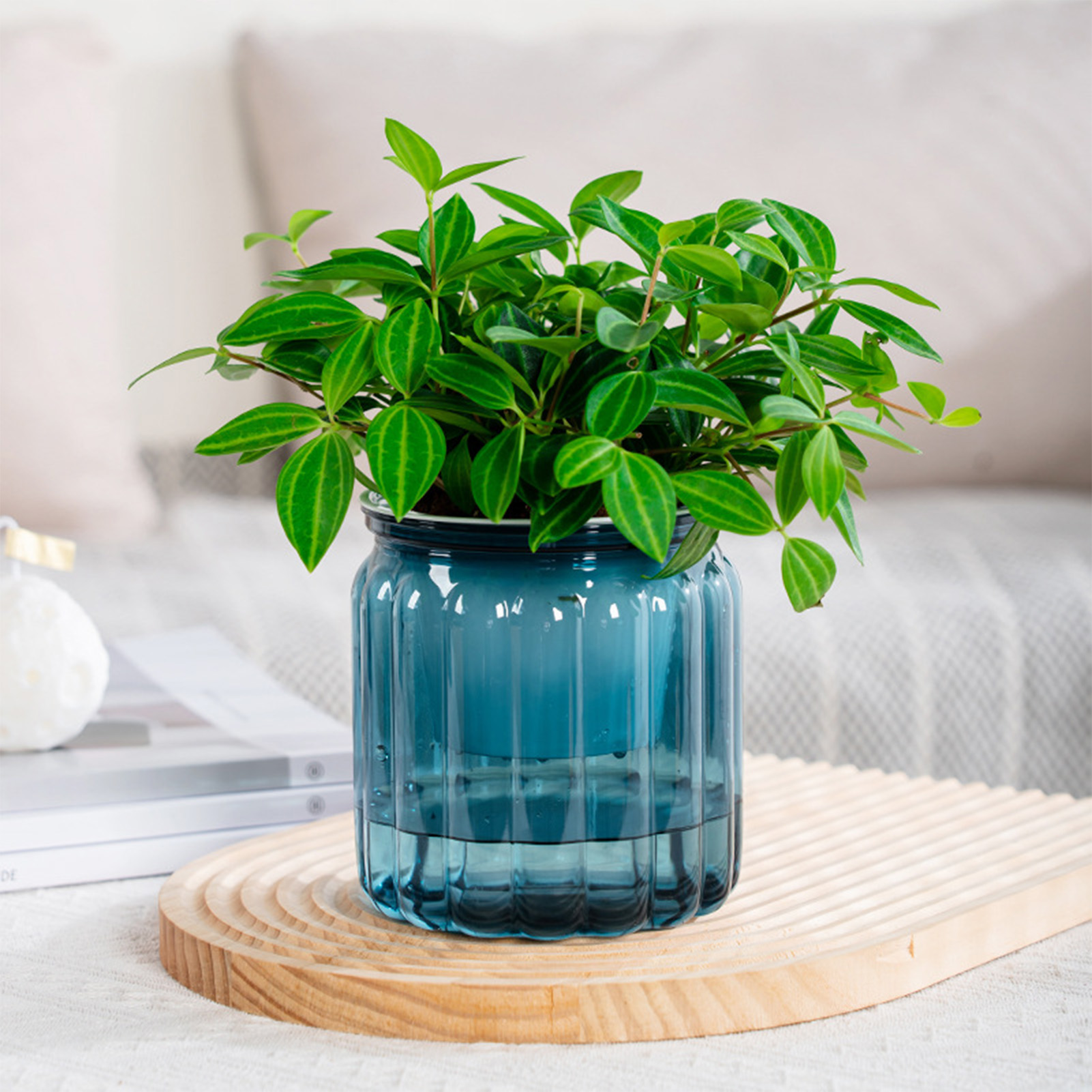 Aloe Vera Pot - Elegante Zelfbewaterende Planter Delicate Moderne Huis