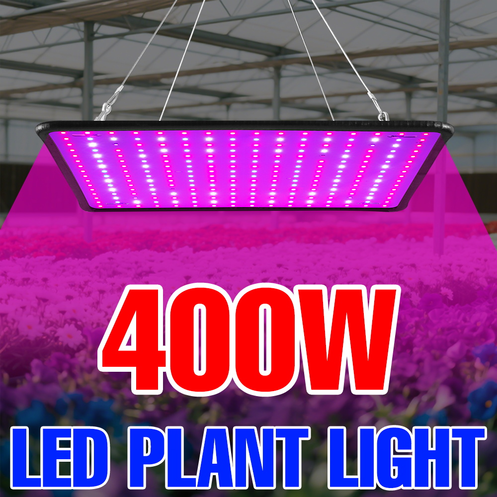 400W Led Grow Light Volledige  - Echeveria Succulent recensie en prijs