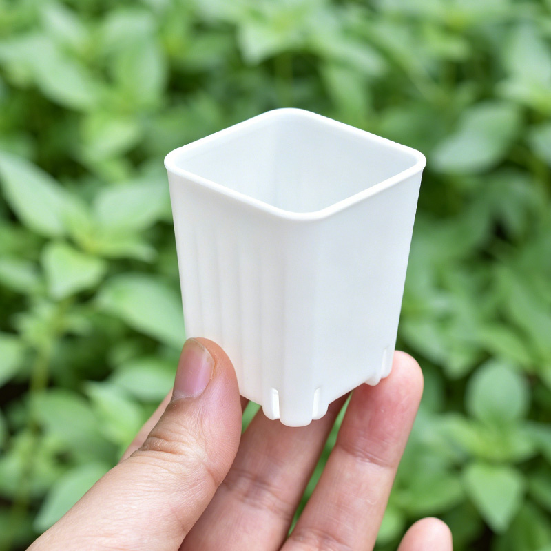 50-100 Stuks 4 Cm Mini Dikker  - Echeveria Succulent recensie en prijs
