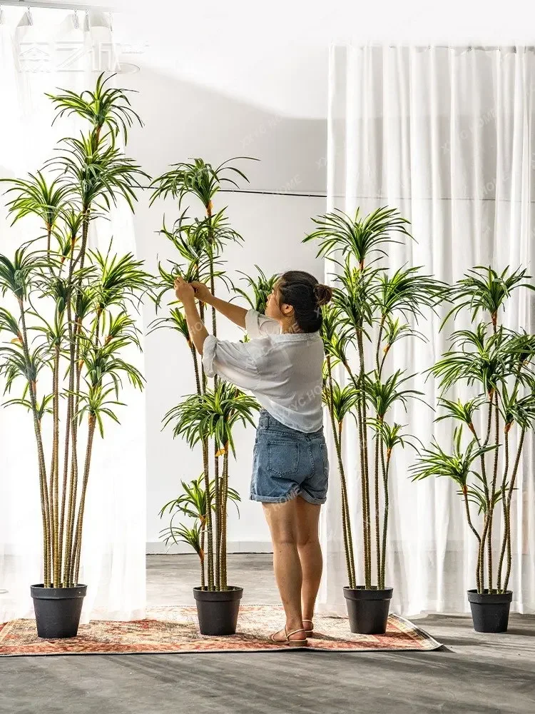 Simulatie Dracaena Dracaena Ma - Dracaena Marginata recensie en prijs