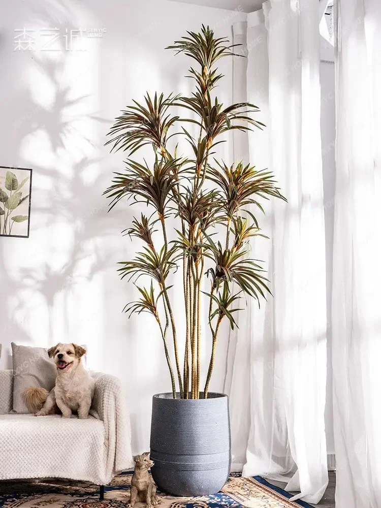 Simulatie Dracaena Dracaena Ma - Dracaena Marginata recensie en prijs