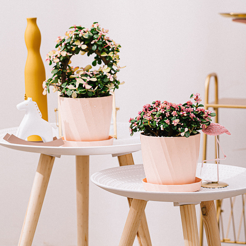 Hars Plastic Succulente Plante - Aloe Vera Pot recensie en prijs