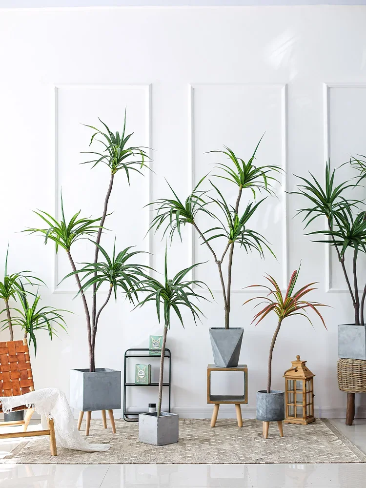 Simulatieplant Dracaena Margin - Dracaena Marginata recensie en prijs