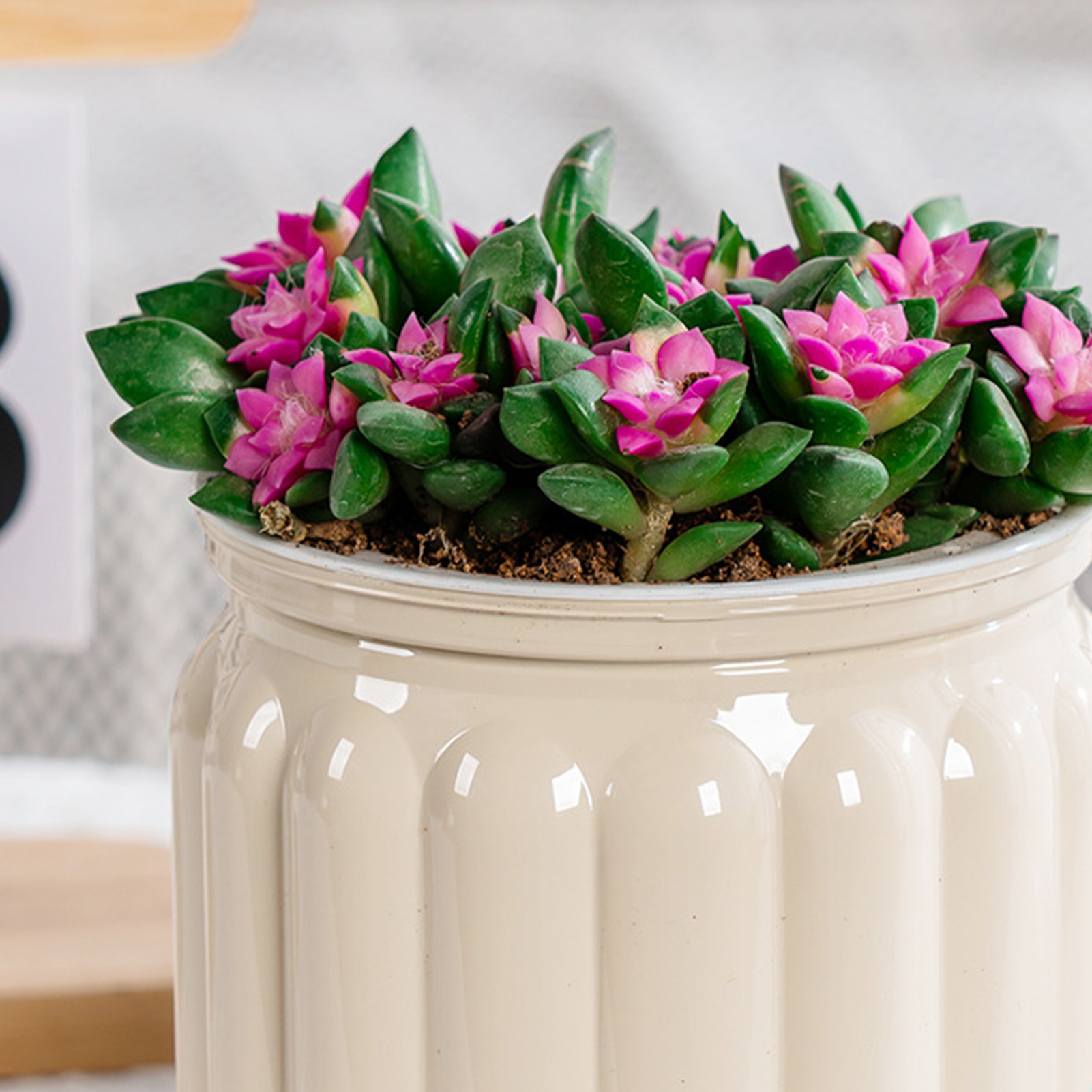 Elegante Zelfbewaterende Plant - Aloe Vera Pot recensie en prijs