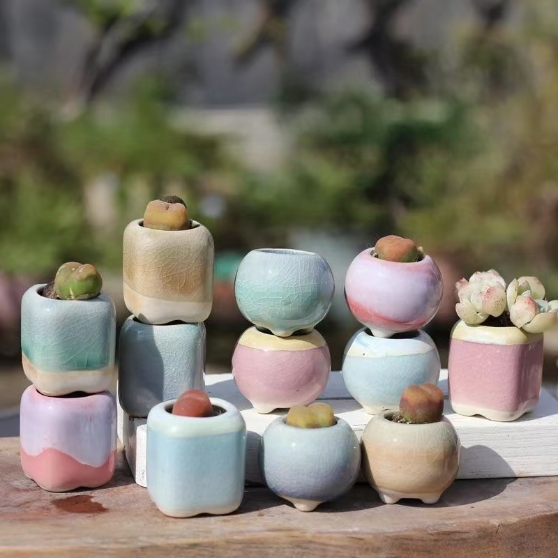6 Stuks Mini Bloempot Vetplant - Echeveria Succulent recensie en prijs
